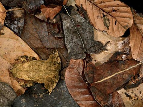 Animal Camouflage Can You Spot Hidden Animals In These Photographs