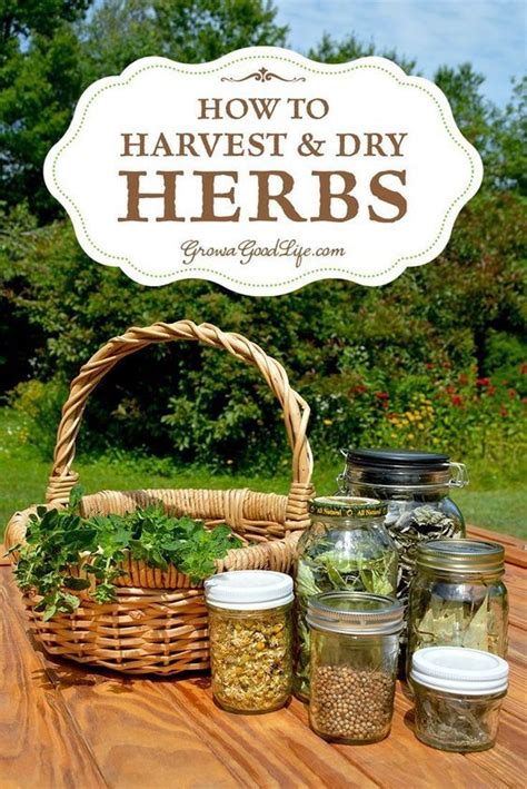 Herbs That You Plan To Dry For Storage Should Be Harvested At Their