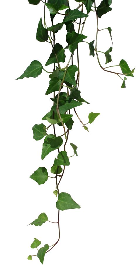 Ivy Png Ivy Transparent Background Freeiconspng