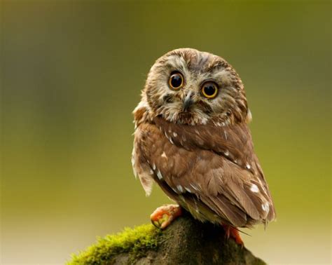 Cute Photos Of Baby Owls