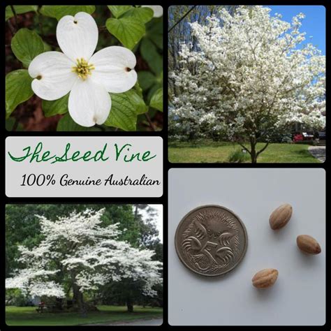 Cornus Florida White Flowering Dogwood The Seed Vine