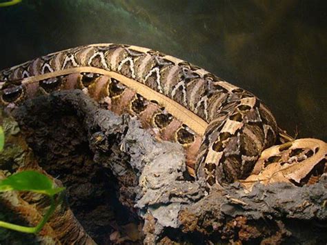 khủng khiếp rắn hổ lục gaboon kịch độc nặng 20kg nanh 5cm kỳ dị