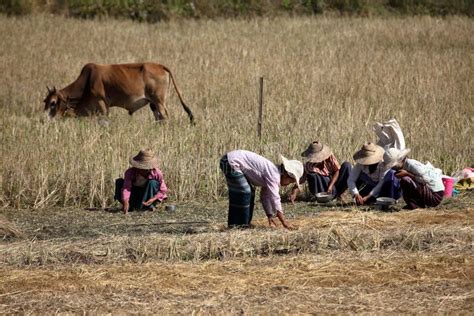 Agriculture And Farmers In Myanmar Editorial Photography Image Of