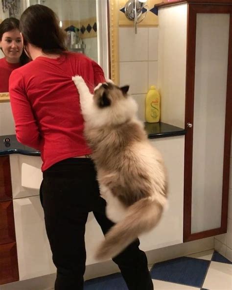 How Big Will My Ragdoll Cat Get Cat Meme Stock Pictures And Photos
