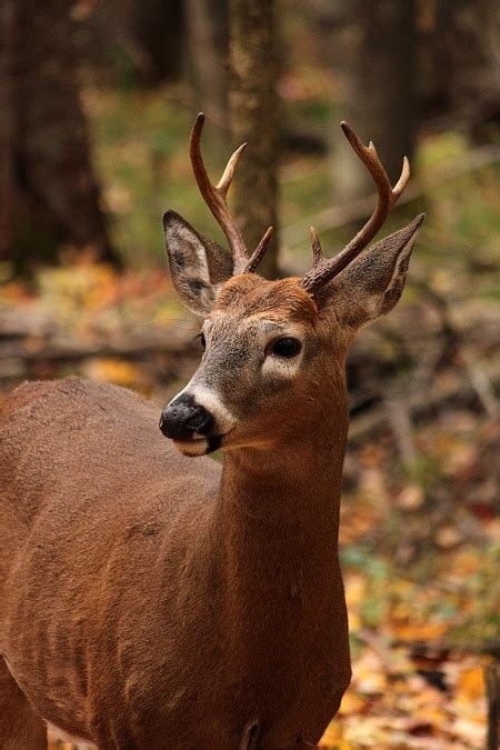 How Long Do Deer Live White Tailed Deer Lifespan Explained