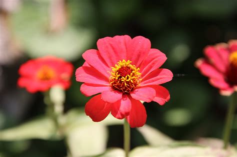 Zinnias Flowers Garden Red Free Photo On Pixabay Pixabay