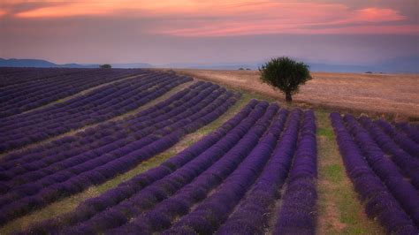 Lavender Field At Sunset Valensole France Ken Koskela