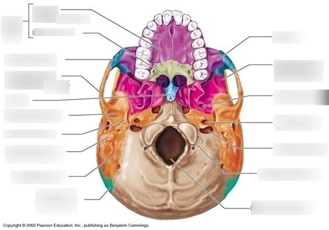 Human Skull Anatomy Inferior View