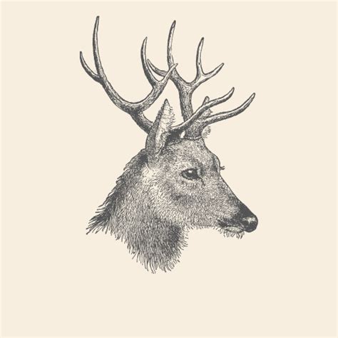 How To Draw A Spirit Animal Deer Takato Horiguchi