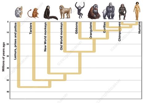 Human Evolution Illustration Stock Image C0281114 Science Photo
