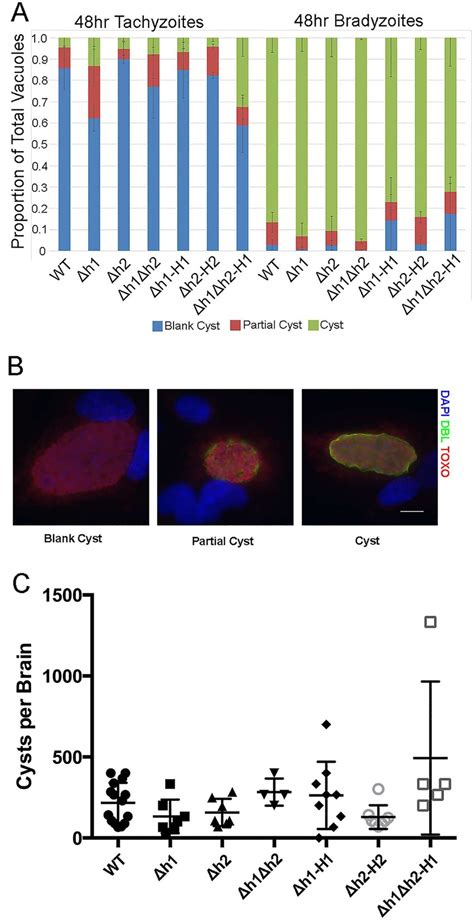 Development Of Bradyzoites In Vitro And In Vivo A There Was No