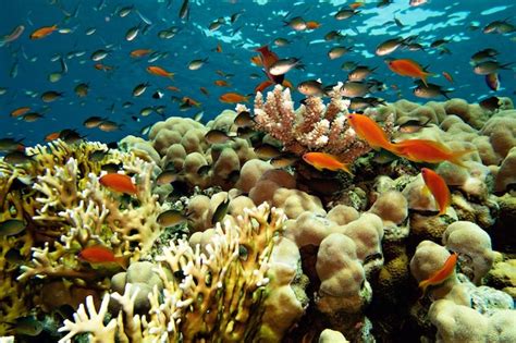 Premium Photo Colorful Marine Life Of Red Sea Bright Corals And
