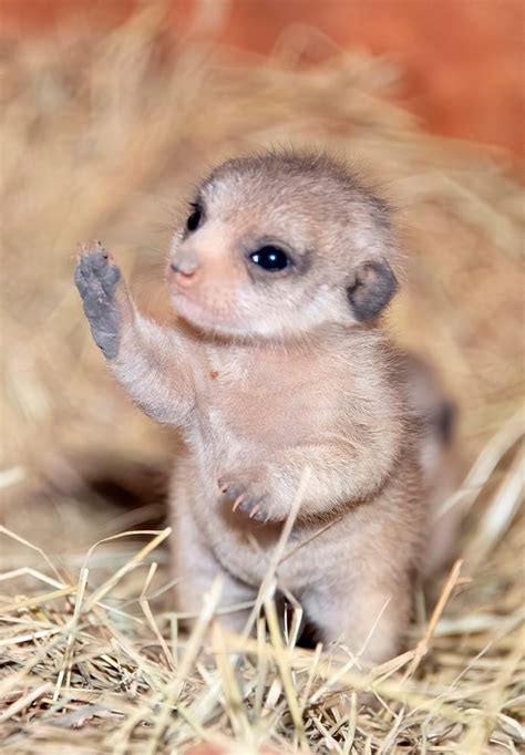 The Miami Zoo Shared Photos Of Their New Baby Meerkats And It Is