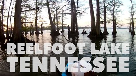Fishing Reelfoot Lake Tn For The First Time Youtube