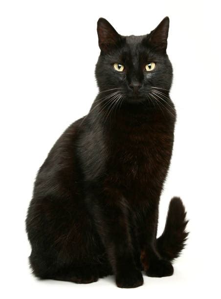 40 Black Kitten Black Images Of Cats Furry Kittens