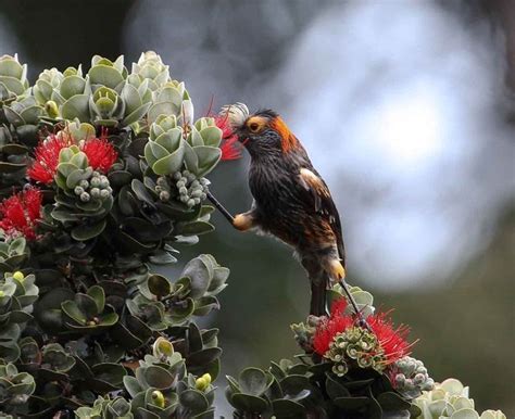 Akohekohe Main Maui Forest Bird Recovery Project