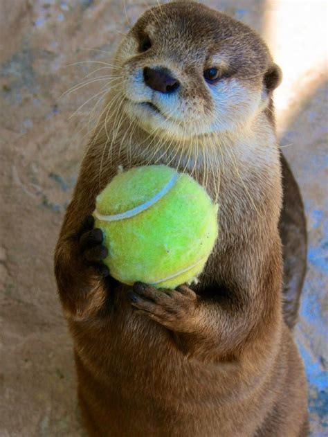 You Otter Play Tennis With Me Otters Otters Cute Baby Otters