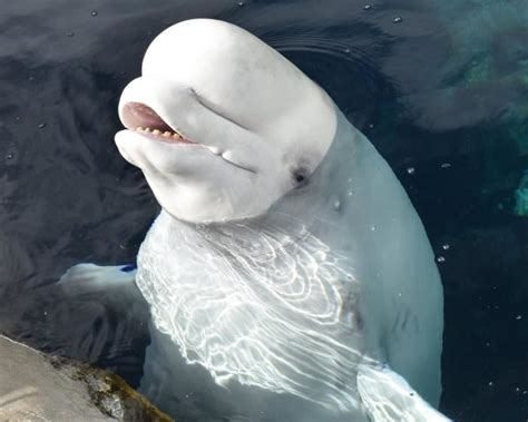 Connecticuts Mystic Aquarium Has A Beluga Whale Encounter
