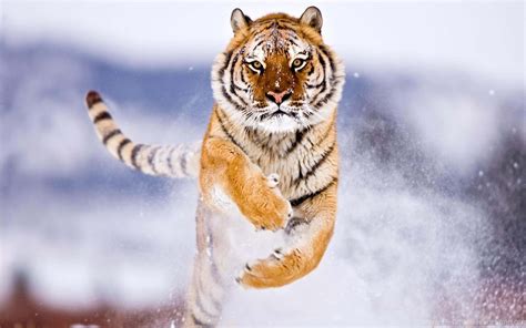 60 Hd Wallpapers Of Majestic Animals From Around The Globe Desktop
