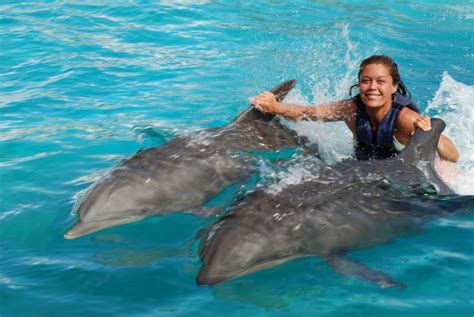 Sea Life Park Royal Dolphin Swim Swim With Dolphins Hawaii Dolphin