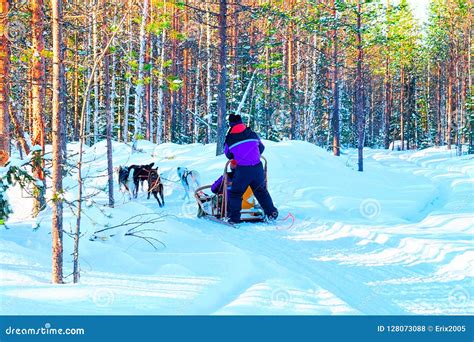 Woman In Husky Dogs Sled In Rovaniemi Of Finland Lapland Stock Photo