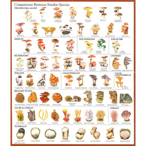 What To Teach Kids About Mushrooms Rmycology