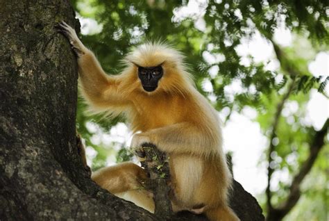 25 Remarkable Types Of Monkeys Names Photos And More Outforia 2022