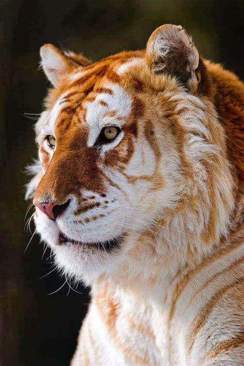 Watch The Rare Golden Tiger And Its Beautiful And Delicate Looking Fur