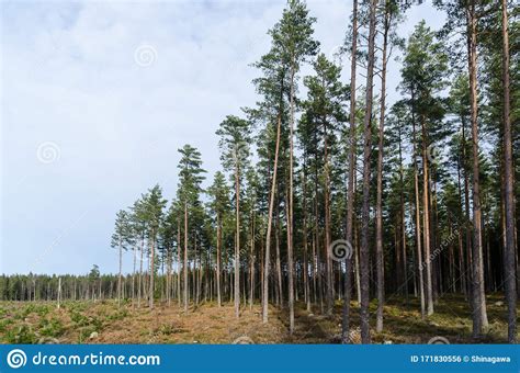 Growing Pine Tree Forest Beside A Pine Tree Plantation Stock Photo