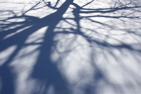 Tree Branch Shadows On Snow Texture Picture Free Photograph Photos