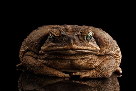 Cane Toad Facts Critterfacts
