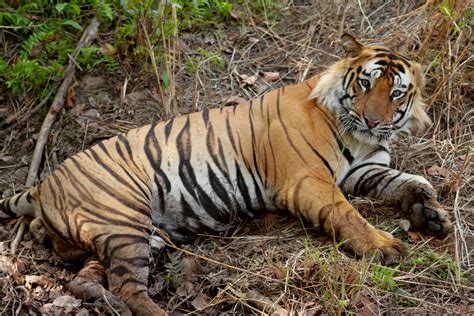 Filebengal Tiger India Wikimedia Commons