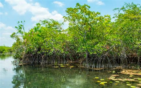 ancient mangrove forest found hidden in heart of yucatán peninsula
