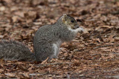 Visiting Blackwater National Wildlife Refuge Our Wabisabi Life