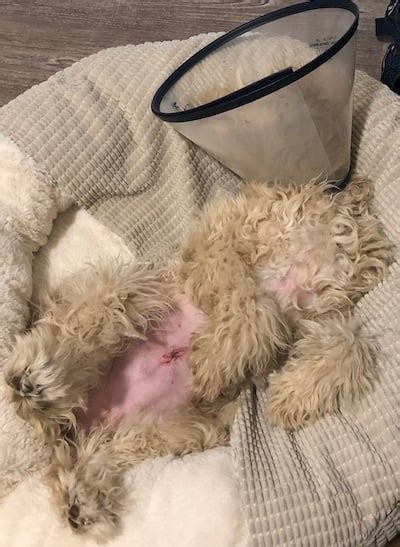 How Do You Tell If My Dogs Spay Incision Is Infected