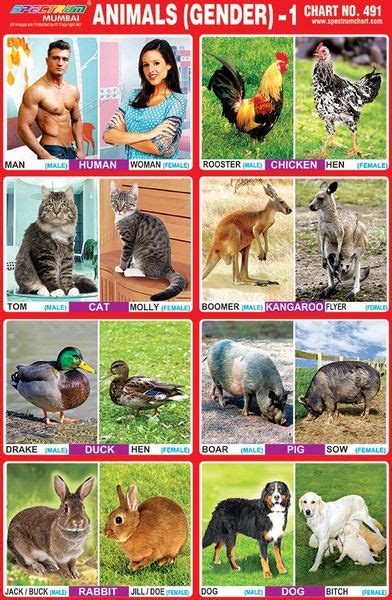 Top 156 Genders Of Animal
