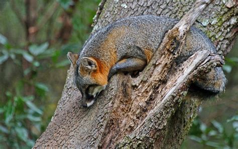 Myfwc On Twitter The Gray Fox Is Sometimes Referred To As The Tree