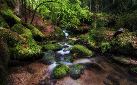 Clean Forest Stream Among Trees Wallpapers And Images