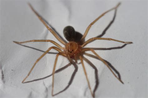 Recluse Spider Wikipedia