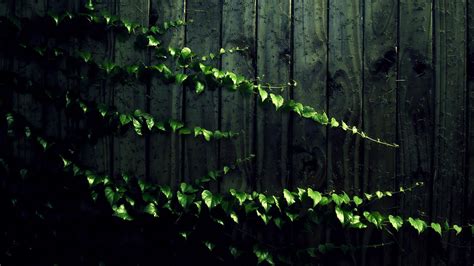 Green Vines Wallpapers Top Free Green Vines Backgrounds Wallpaperaccess