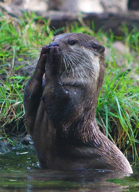 Otter In Shock Photograph By Brittney Powers Fine Art America