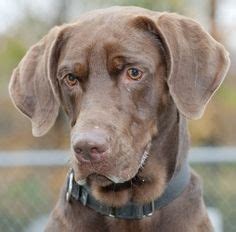 Mom is a yellow lab and dad is a weimaraner. Chocolate Lab And Weimaraner Mix | Weimaraner, Dogs ...