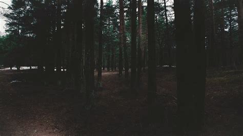 A Dark Lonely Forest Where The Lost Wander Dark Sad Mysterious