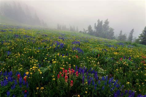 Misty Flower Field In Spring