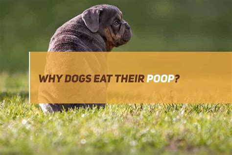 Why Dogs Eat Their Poop Puppyfaqs