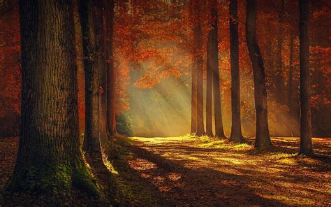 Autumn Alley Trees Autumn Alley Forest Hd Wallpaper Pxfuel