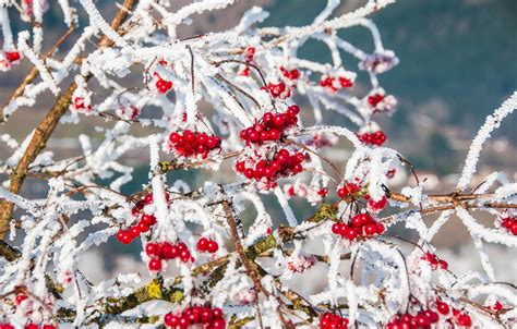 Wallpaper Winter Snow Branches Nature Berries Red Images For