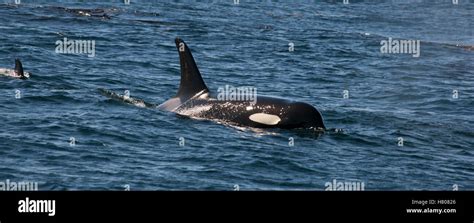 Orca Orcinus Orca Queen Charlotte Sound Canada Stock Photo Alamy