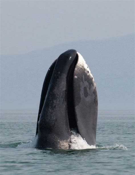 Whales Molt And Scientists Are Trying To Work Out How