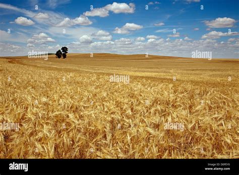Wheat Fields In Palencia Castilla Leon Spain Campos De Trigo En Stock